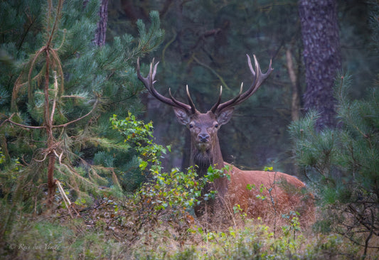Hertenbronst op de Veluwe | Verrekijkers & warmtebeeld
